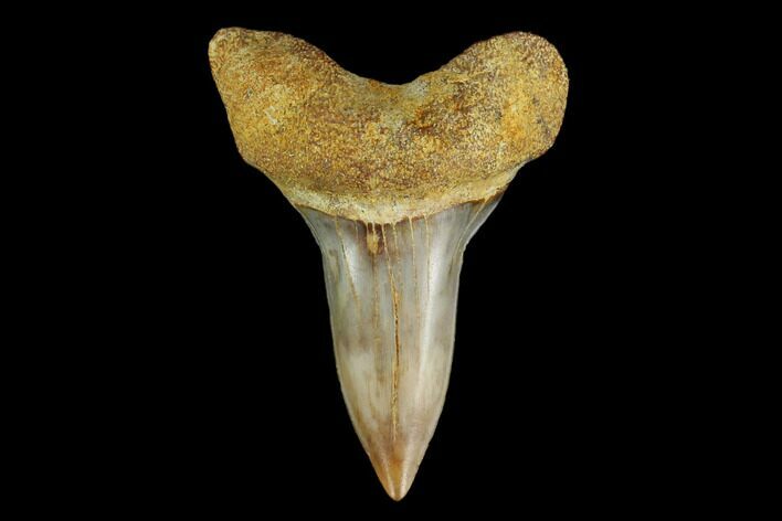 Colorful White/Mako Shark Tooth Fossil - Sharktooth Hill, CA #114049